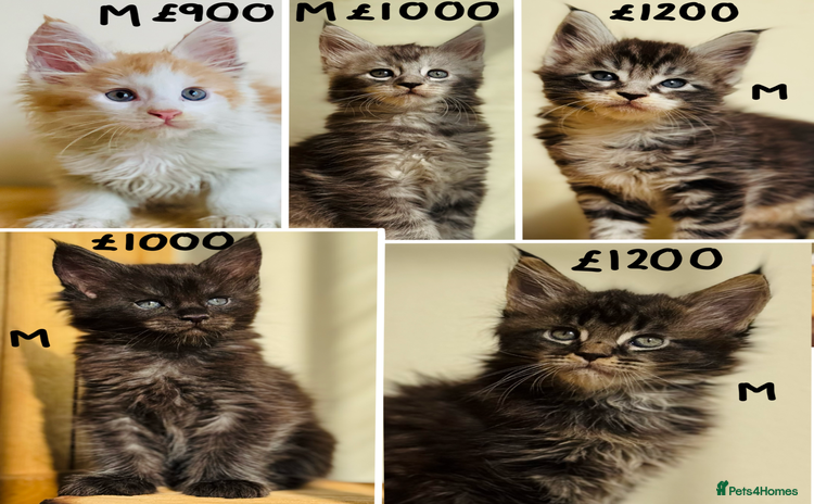 Maine Coon cats - Advert 5