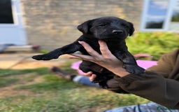 Labrador Retriever dogs for sale: Last remaining Beautiful Labradors  - Image 14