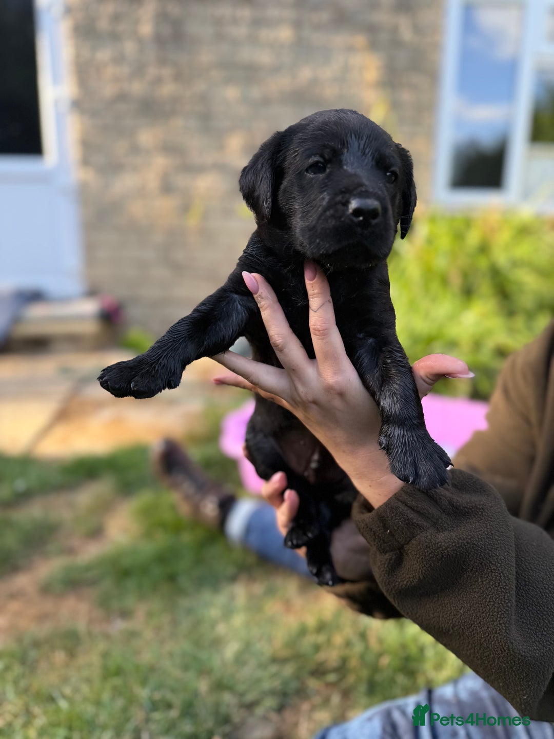 Labrador Retriever dogs for sale: Last remaining Beautiful Labradors  - Image 14