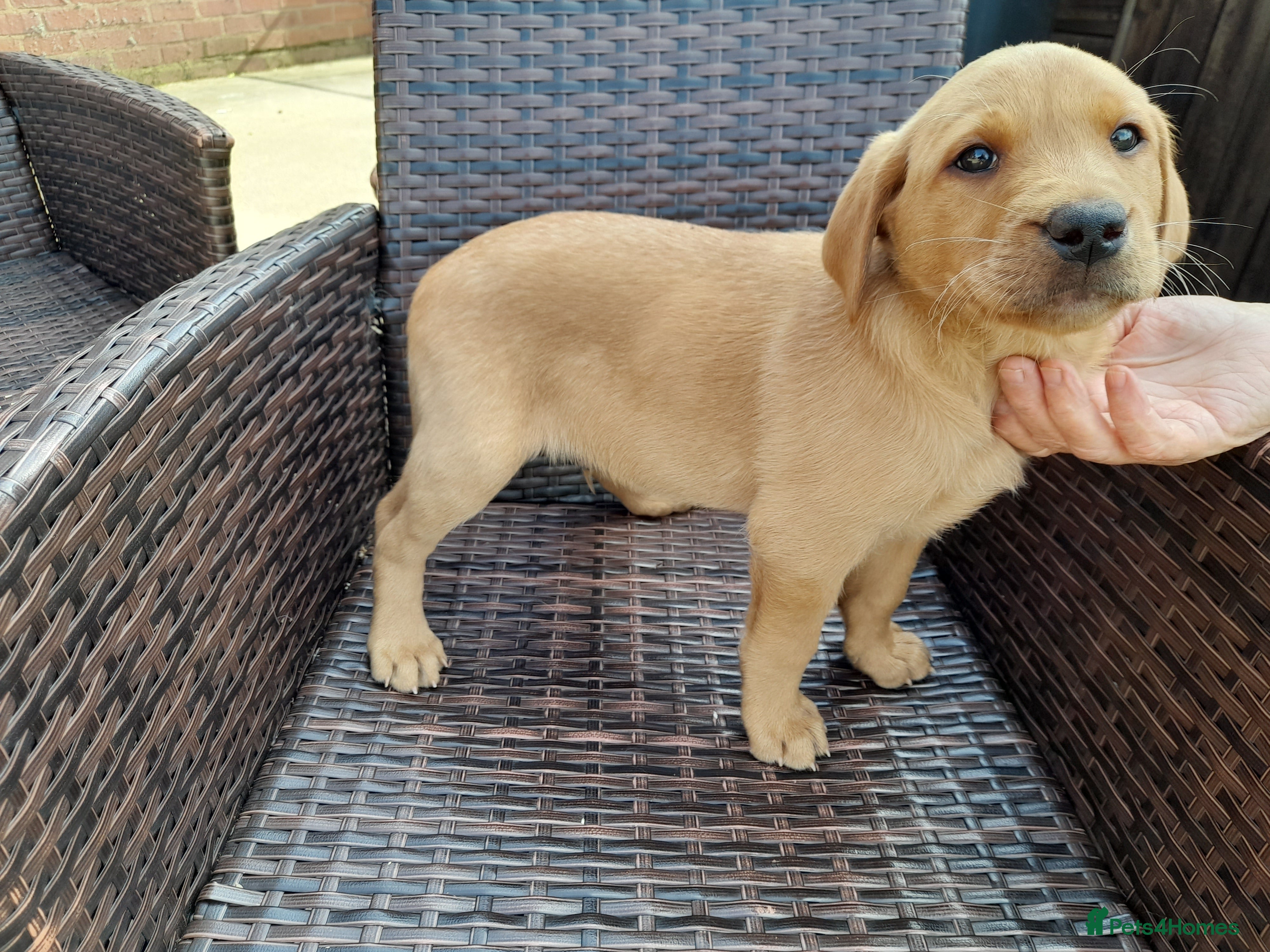 Labrador Retriever dogs for sale: Fox Red Labrador Puppies ready 05.06.26 - Advert 12