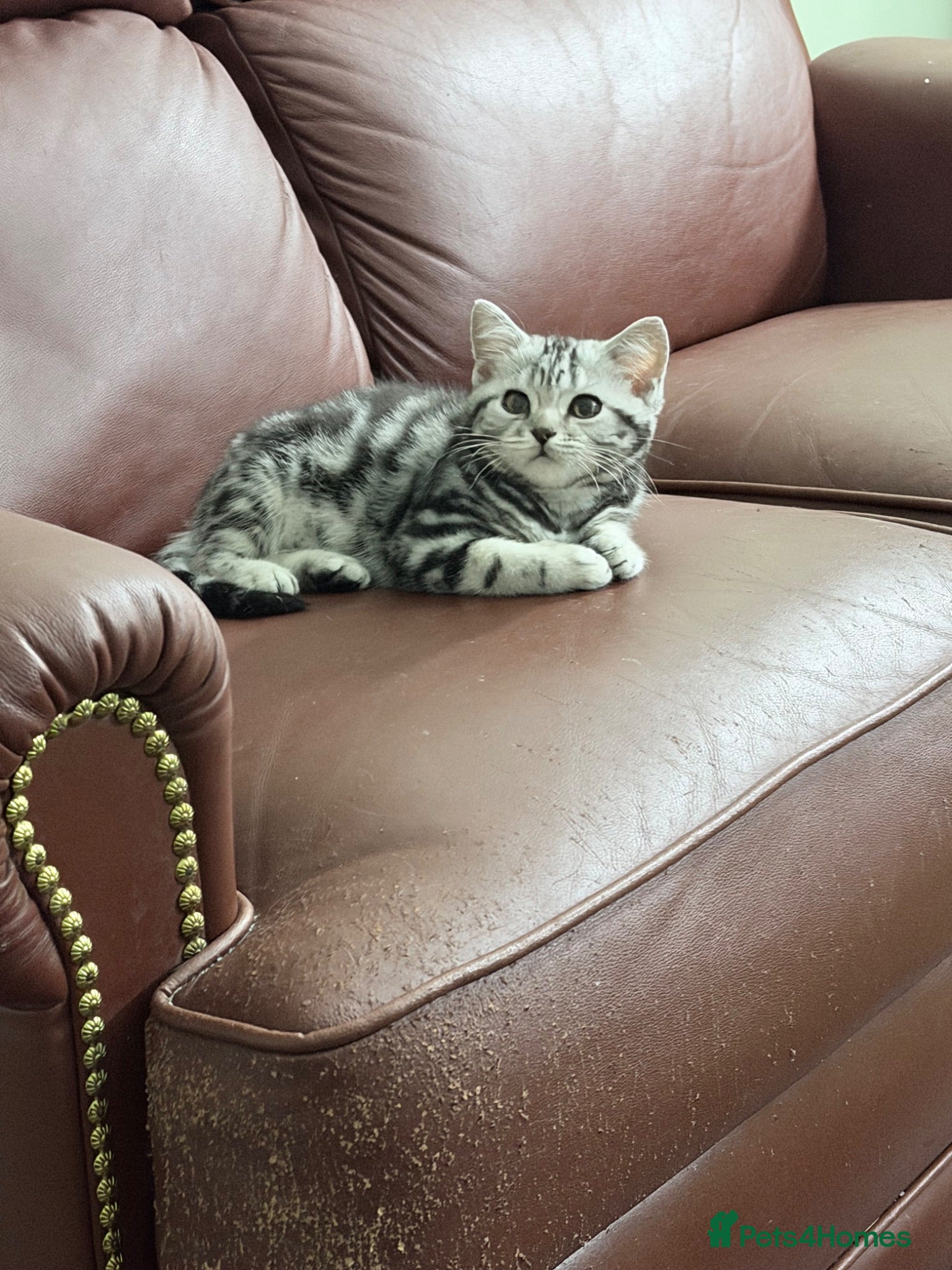 British Shorthair cats British shorthair silver tabby female kittens  - Advert 2