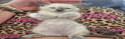 Snowshoe cats for sale: Beautiful snowshoe mixed Norwegian forest  - Advert 4