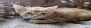 Domestic Shorthair 1