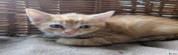 Domestic Shorthair cats for sale: Gorgeous kittens - Advert 4