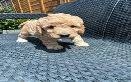 Cockapoo dogs for sale: Cockapoo 1 male 3 girls - Image 11