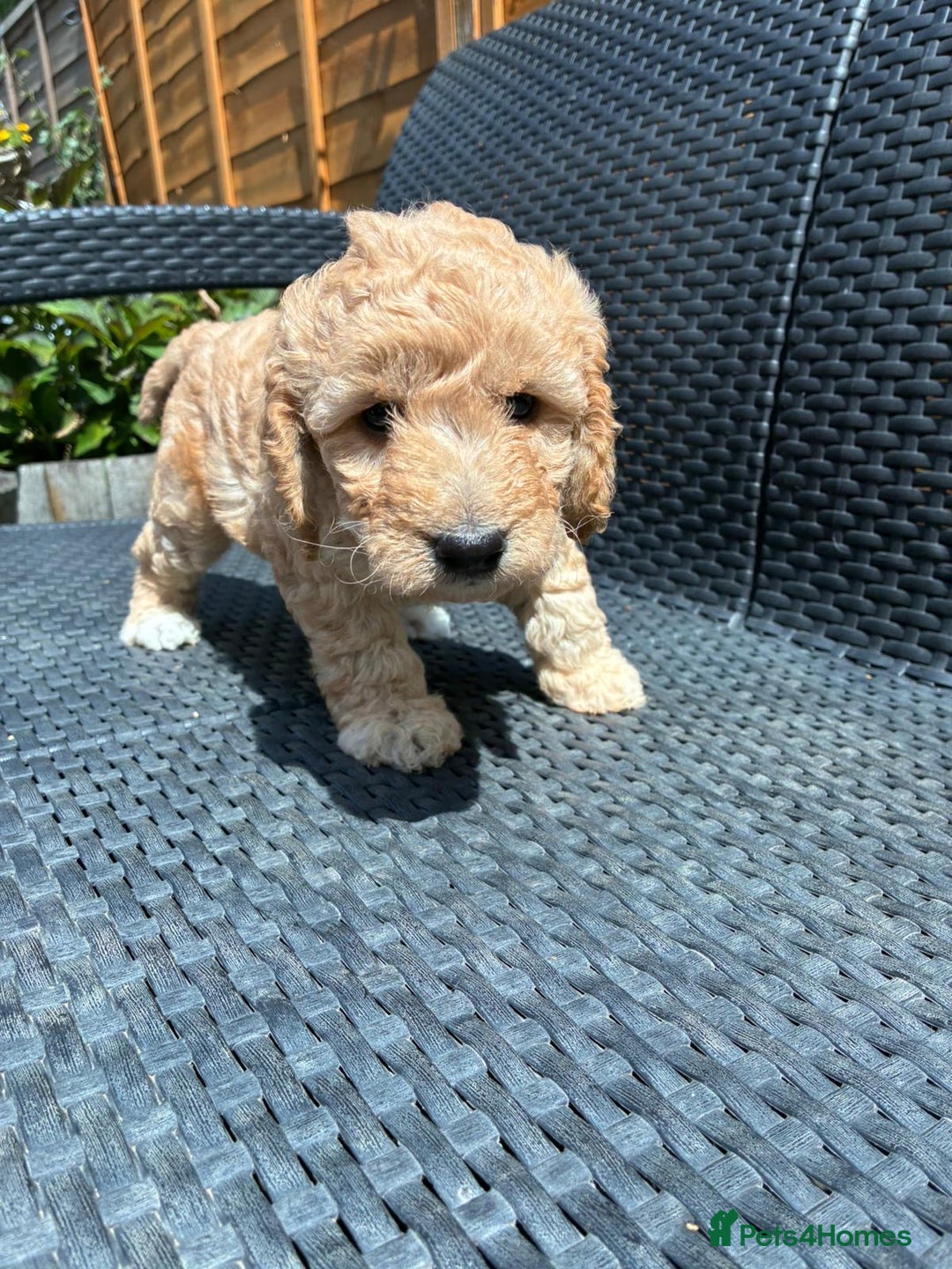 Cockapoo dogs for sale: Cockapoo 1 male 3 girls - Image 11