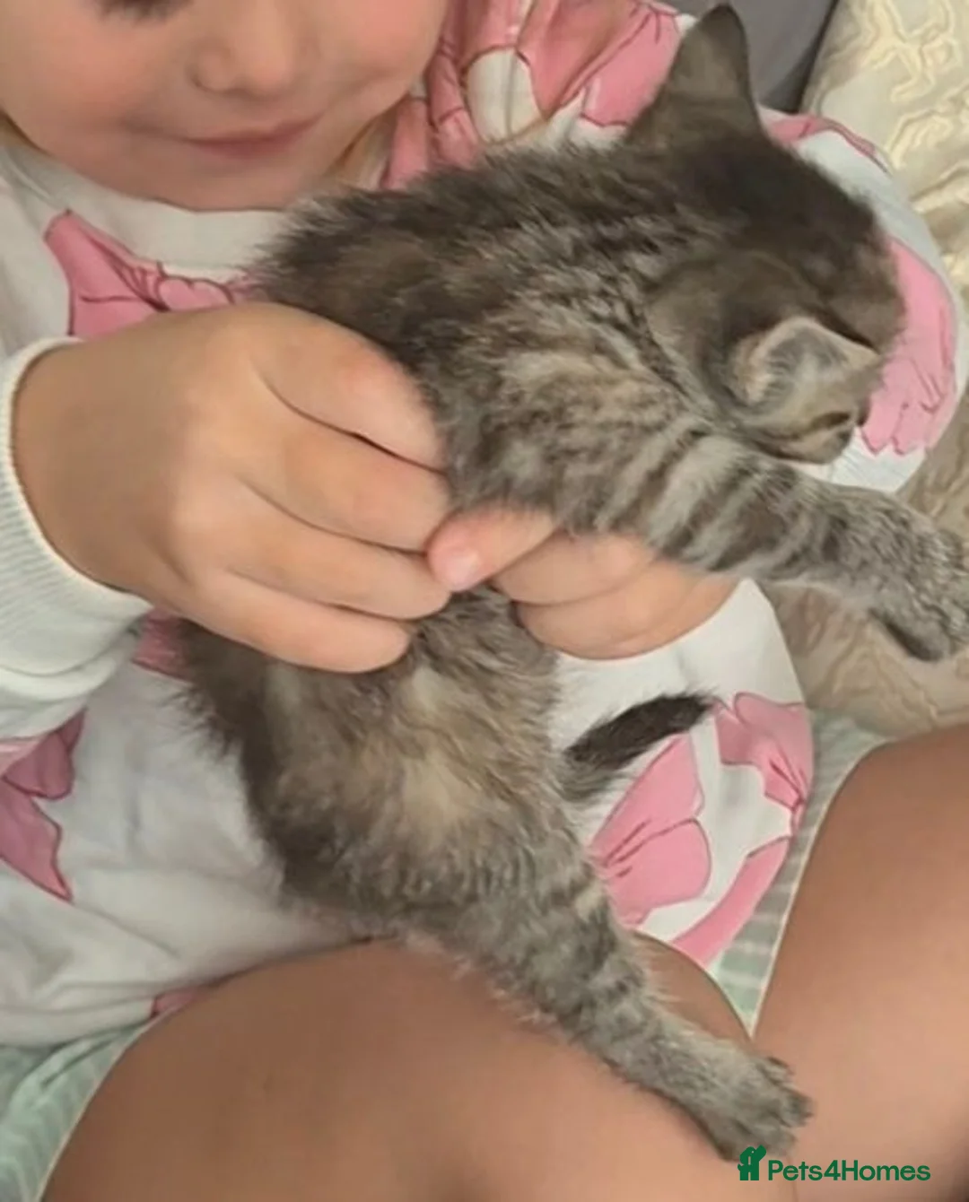 Mixed Breed cats for sale: Half maincoon and half domestic  in London - Advert 2