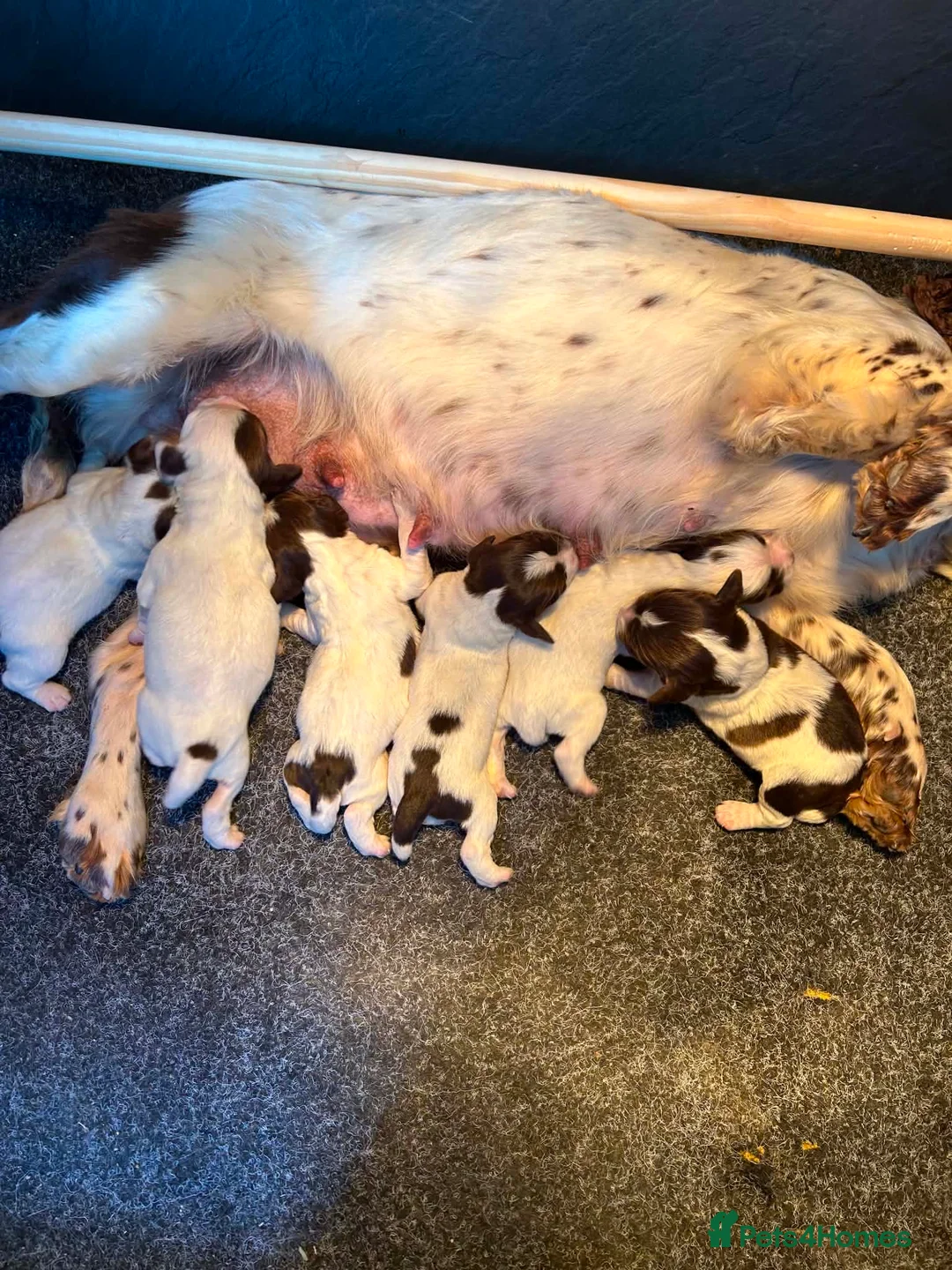 English Springer Spaniel dogs for sale: English springer spaniel puppie - Advert 2