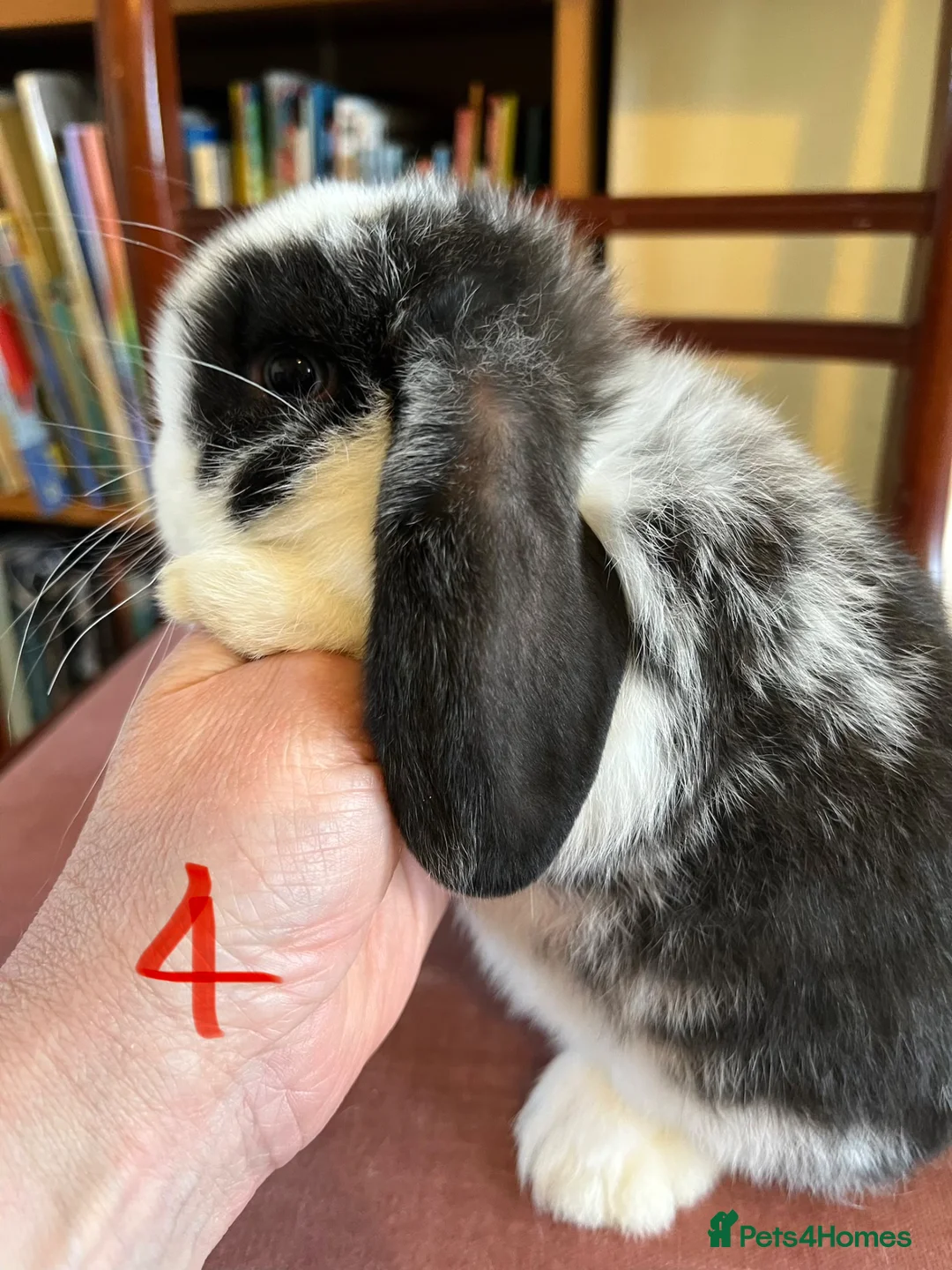 Mini Lop rabbits for sale: Fabulous Friendly Mini Lop Babies - Advert 40