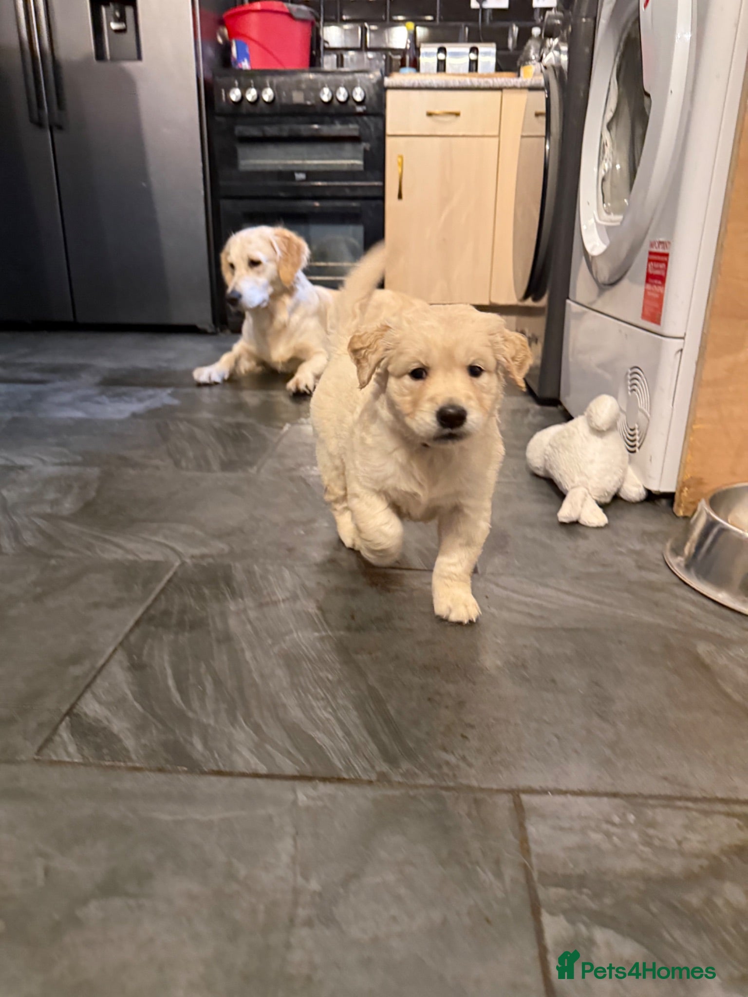 Golden Retriever dogs KC Registered Golden Retriever puppies.  - Advert 2