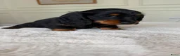 Miniature Dachshund dogs for sale: Ready Now 3 Boys Mini Long hair boysKc registered  - Advert 13