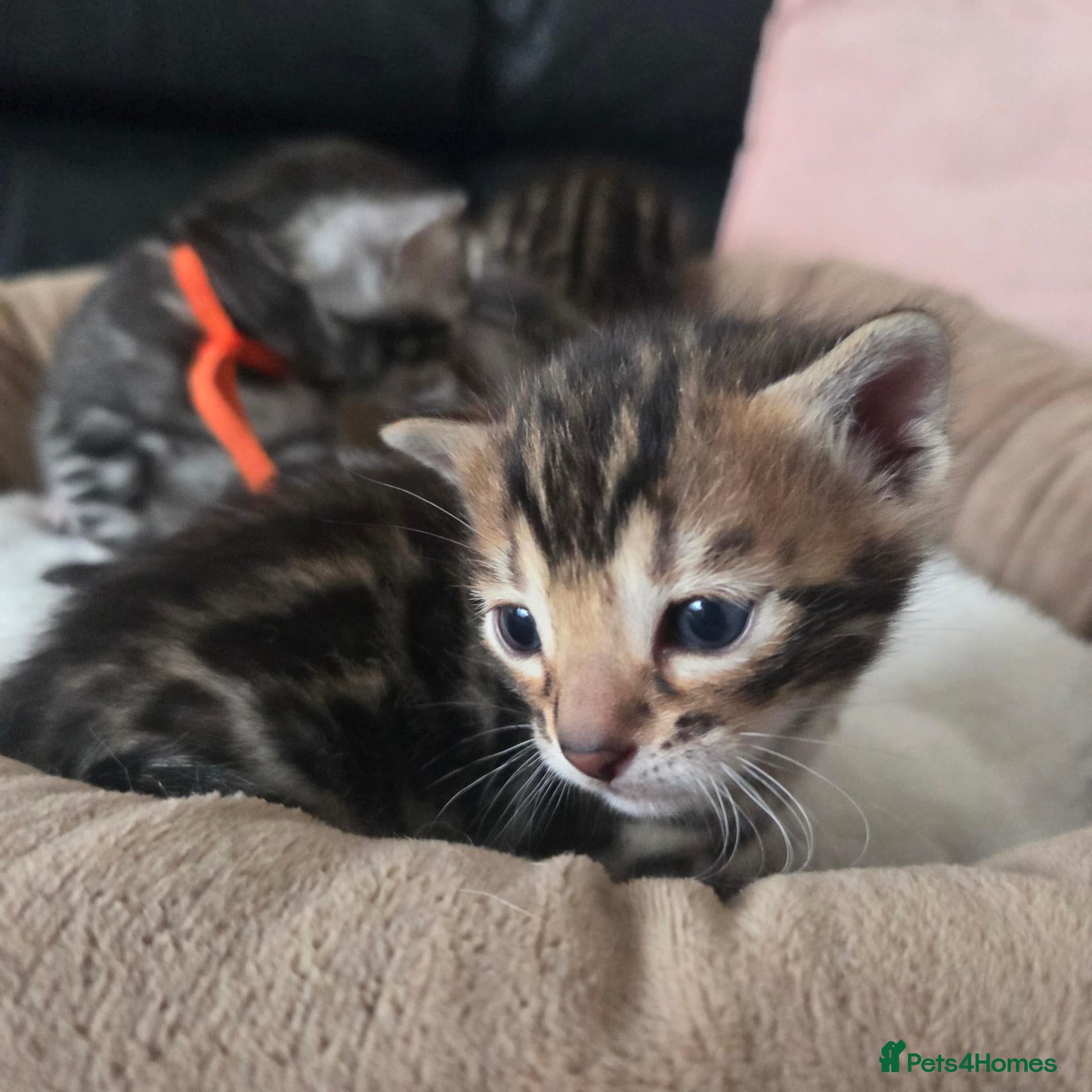 Bengal cats  Purebred TICA Registered 4 Bengal Kittens 🐾 - Advert 2