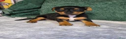 Jack Russell dogs for sale: Jack russell puppies - Advert 4