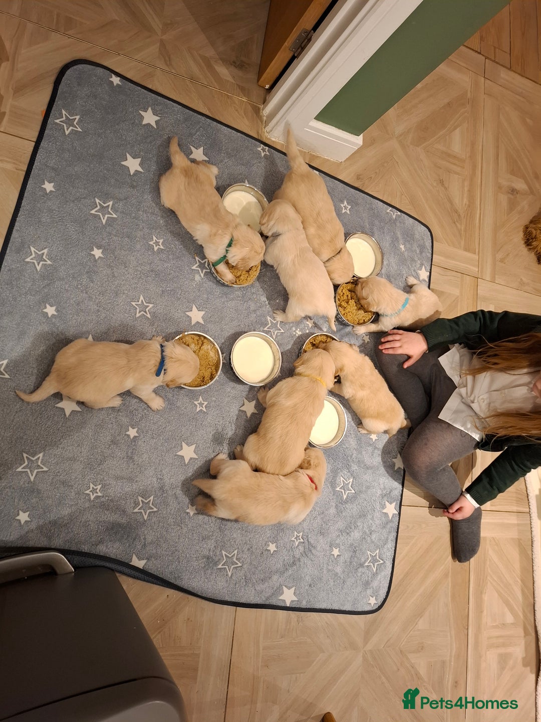 Golden Retriever dogs for sale: KC reg golden retriever puppies - Advert 24