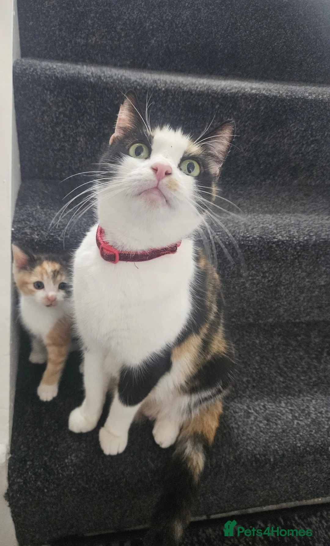 Mixed Breed cats for sale: 6 beautiful kittens  - Advert 12