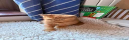 British Shorthair cats for sale: Fawn Tortie & Cinnamon Tortie sisters - Advert 17