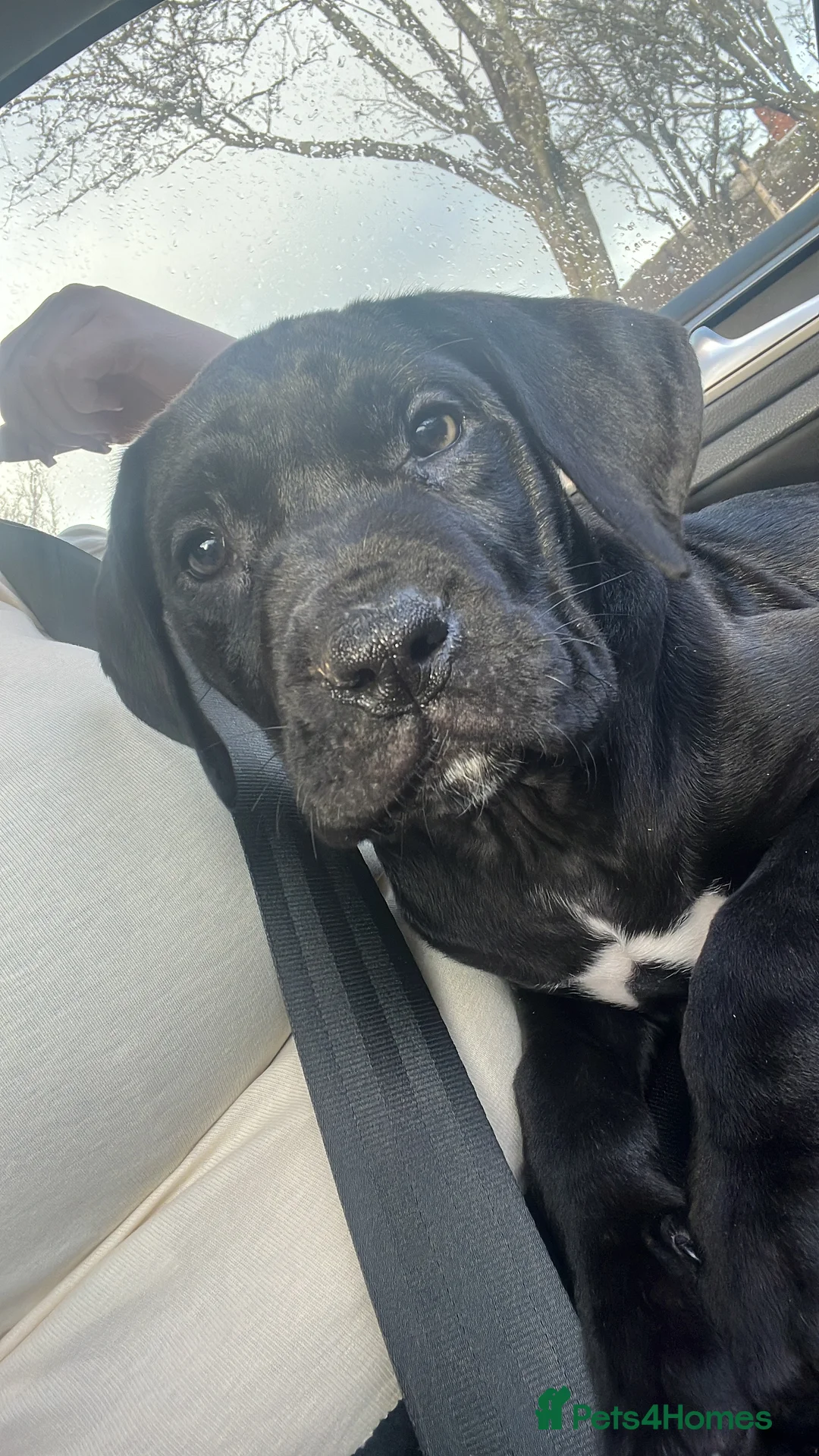Presa Canario dogs for sale: Ready to leave Presa Canario puppies REDUCED  - Advert 2