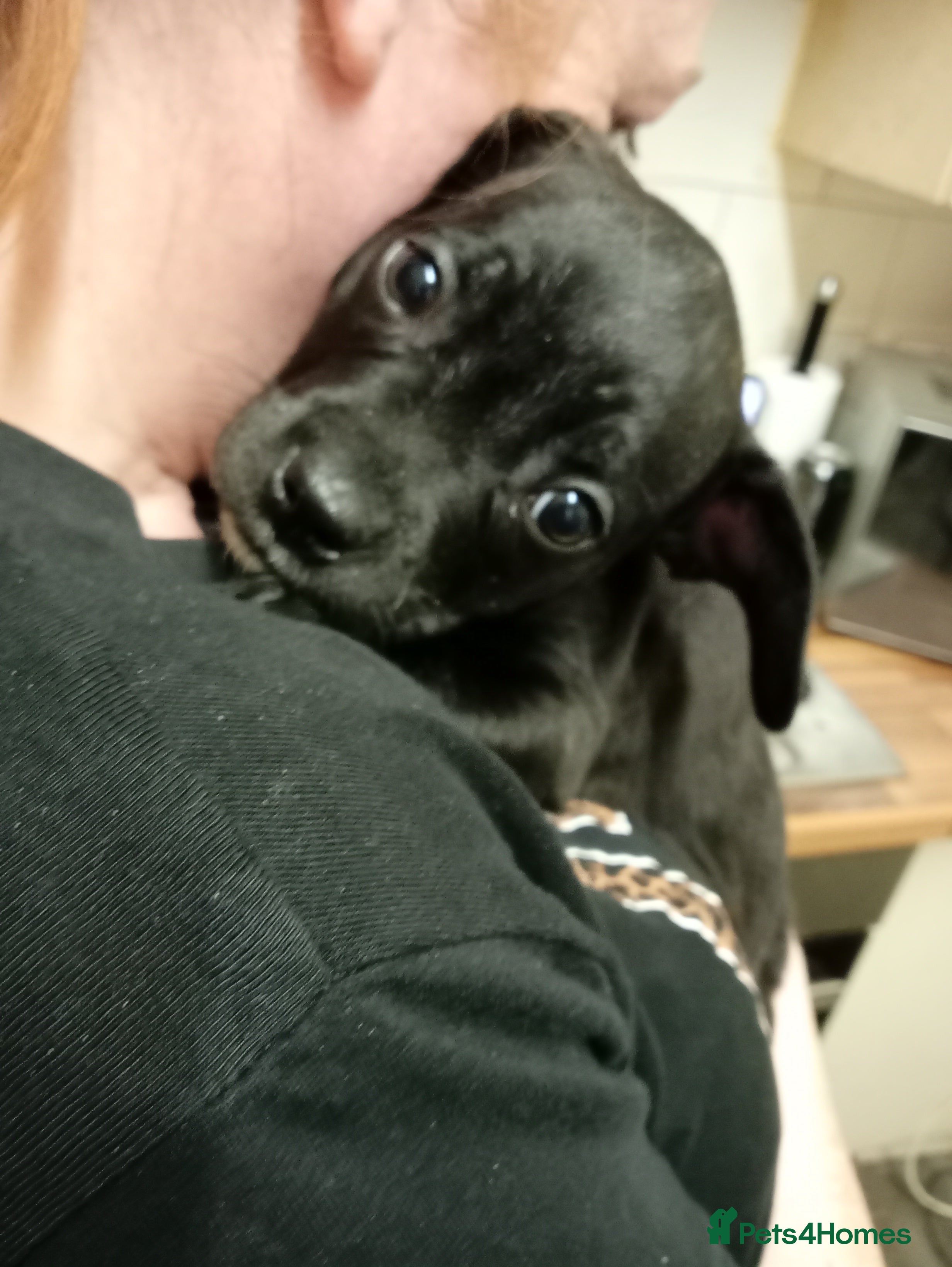 Mixed Breed dogs KC regested french bulldog cross staffy pups - Advert 1