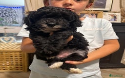 Cockapoo dogs for sale: 🐾ready to leave  black and white cockapoo - Image 22