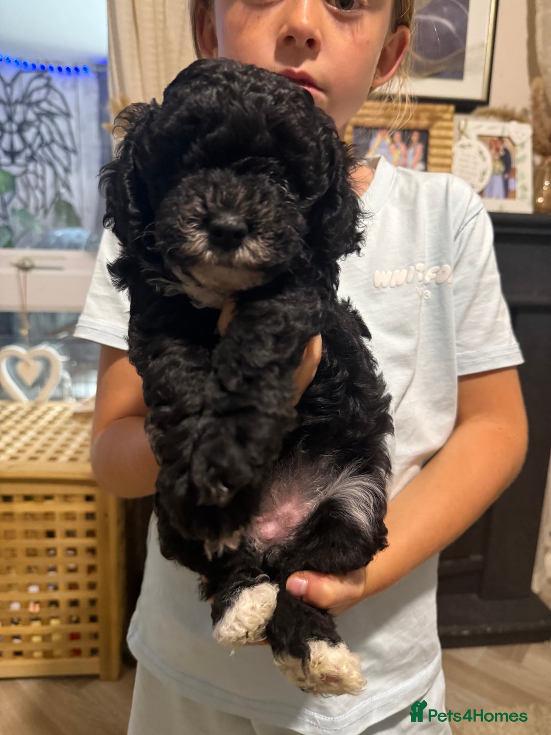 Cockapoo dogs for sale: 🐾ready to leave  black and white cockapoo - Image 22