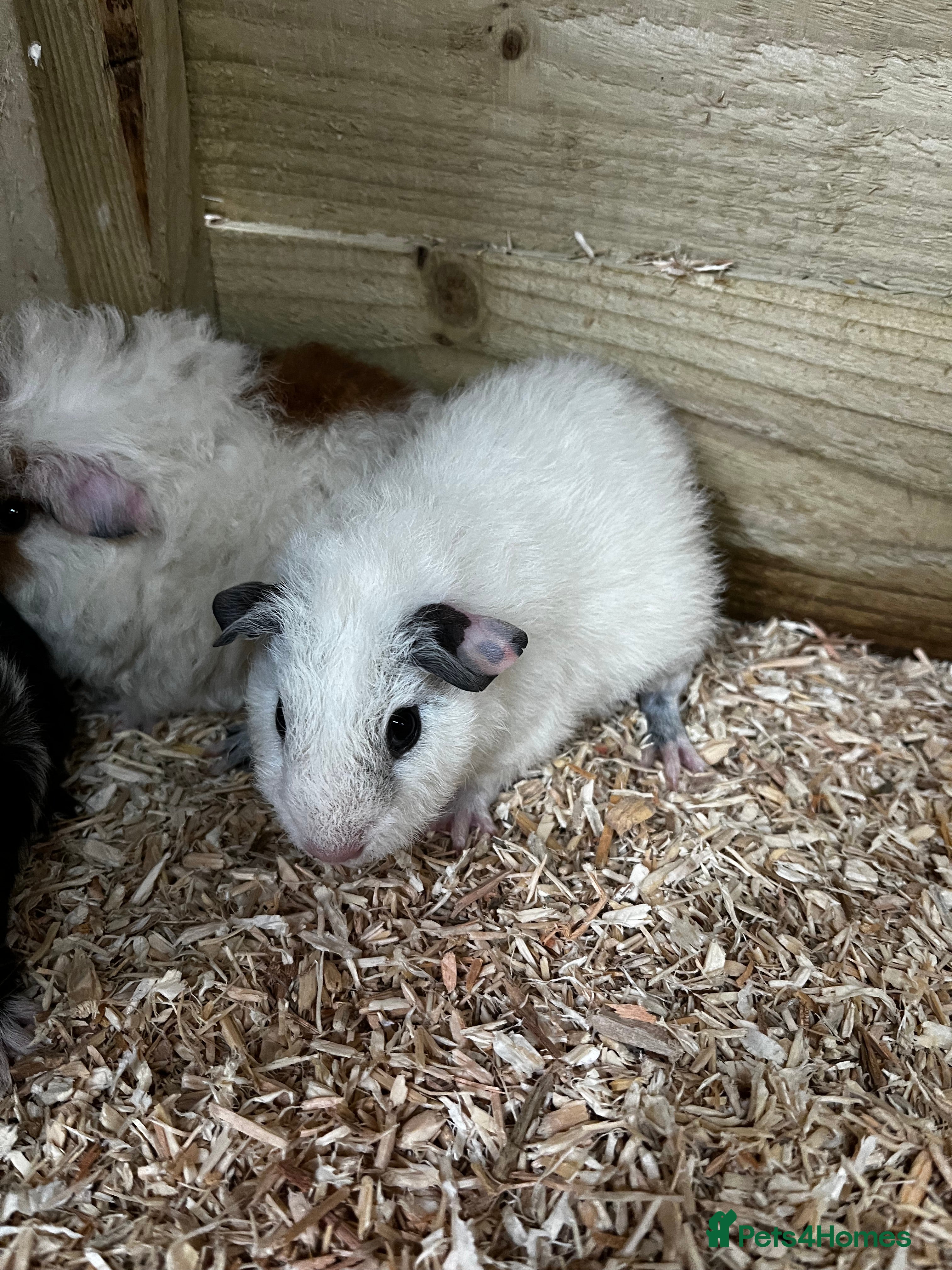 Guinea Pig rodents White Rex boar - Advert 1