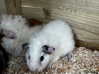 Guinea Pig rodents White Rex boar - Advert 1