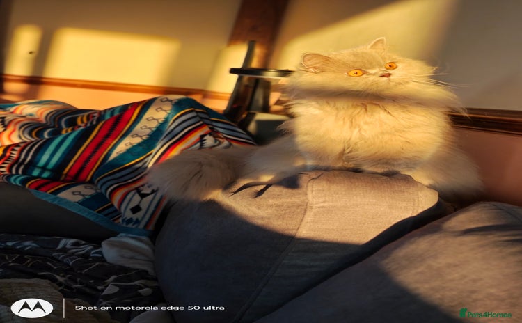 British Longhair cats - Advert 6