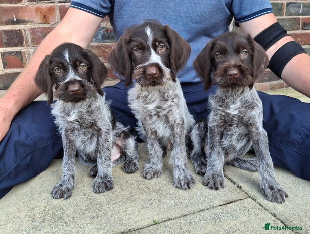 German Wirehaired Pointer dogs - Advert 1
