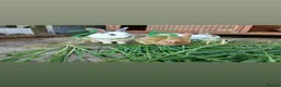 Mixed Breed rabbits for sale: 3 litters of mixed rabbits - Advert 27