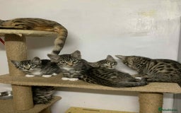 Bengal cats for sale: BEAUTIFUL HALF BENGAL KITTENS - Image 9