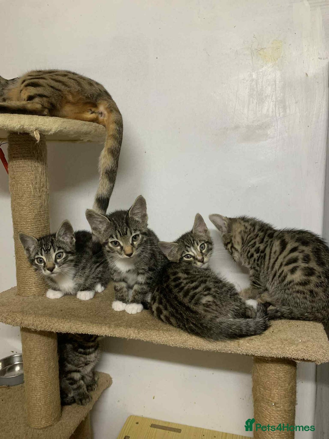 Bengal cats for sale: BEAUTIFUL HALF BENGAL KITTENS - Image 9