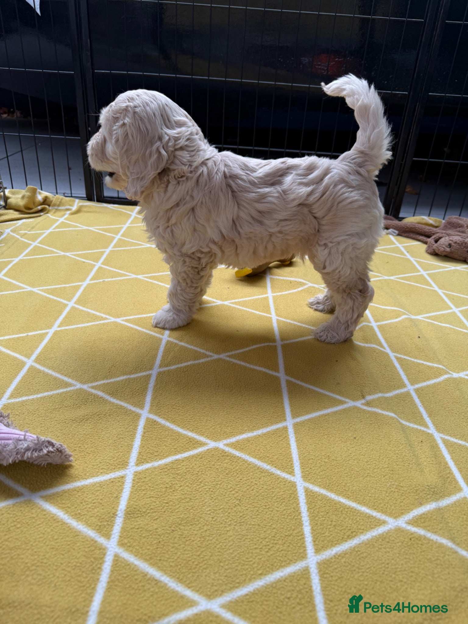 Mixed Breed dogs Multigeneration Cream/Apricot Double Labradoodles  - Advert 2