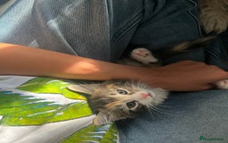 Domestic Shorthair cats for sale: 5 kittens on sale - Image 1
