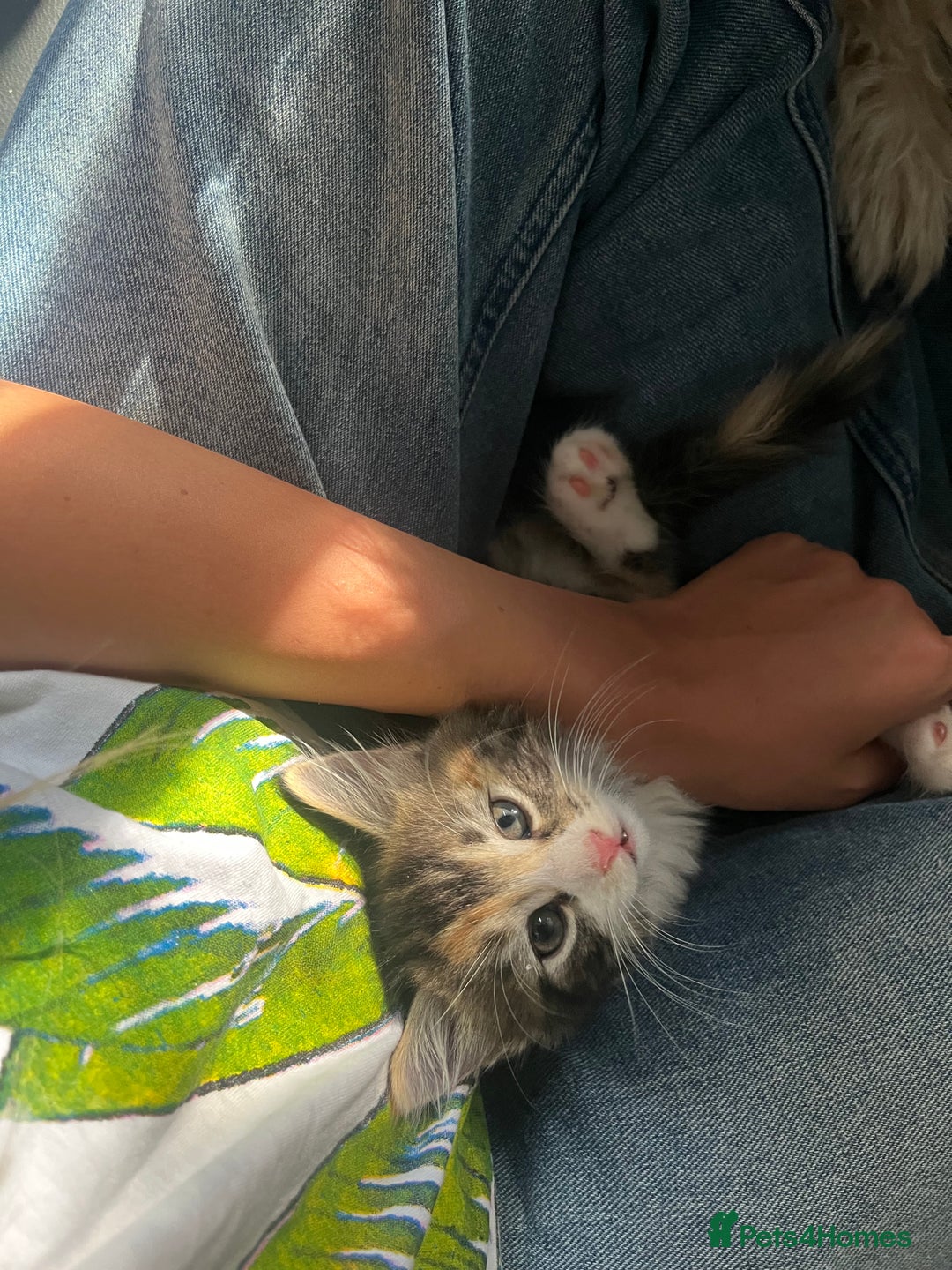 Domestic Shorthair cats for sale: 5 kittens on sale - Image 1