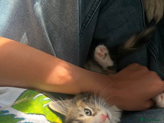 Domestic Shorthair cats - Advert 11