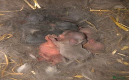 Rex rabbits for sale: Beautiful Pure Breed Velvet Mini Rex babies 🐰  - Image 15