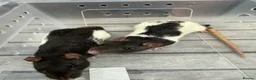 Rat rodents for sale: 2 x Female Rats  in Swindon - Advert 4