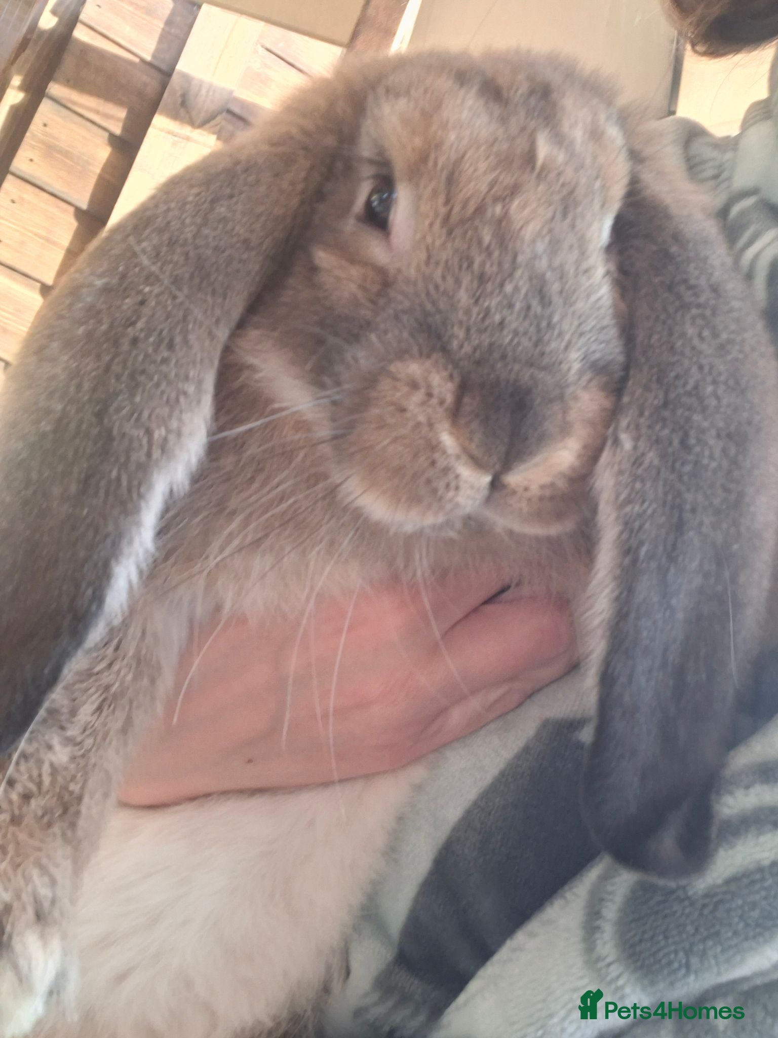 French Lop rabbits Vaccinated baby french lop - Advert 2