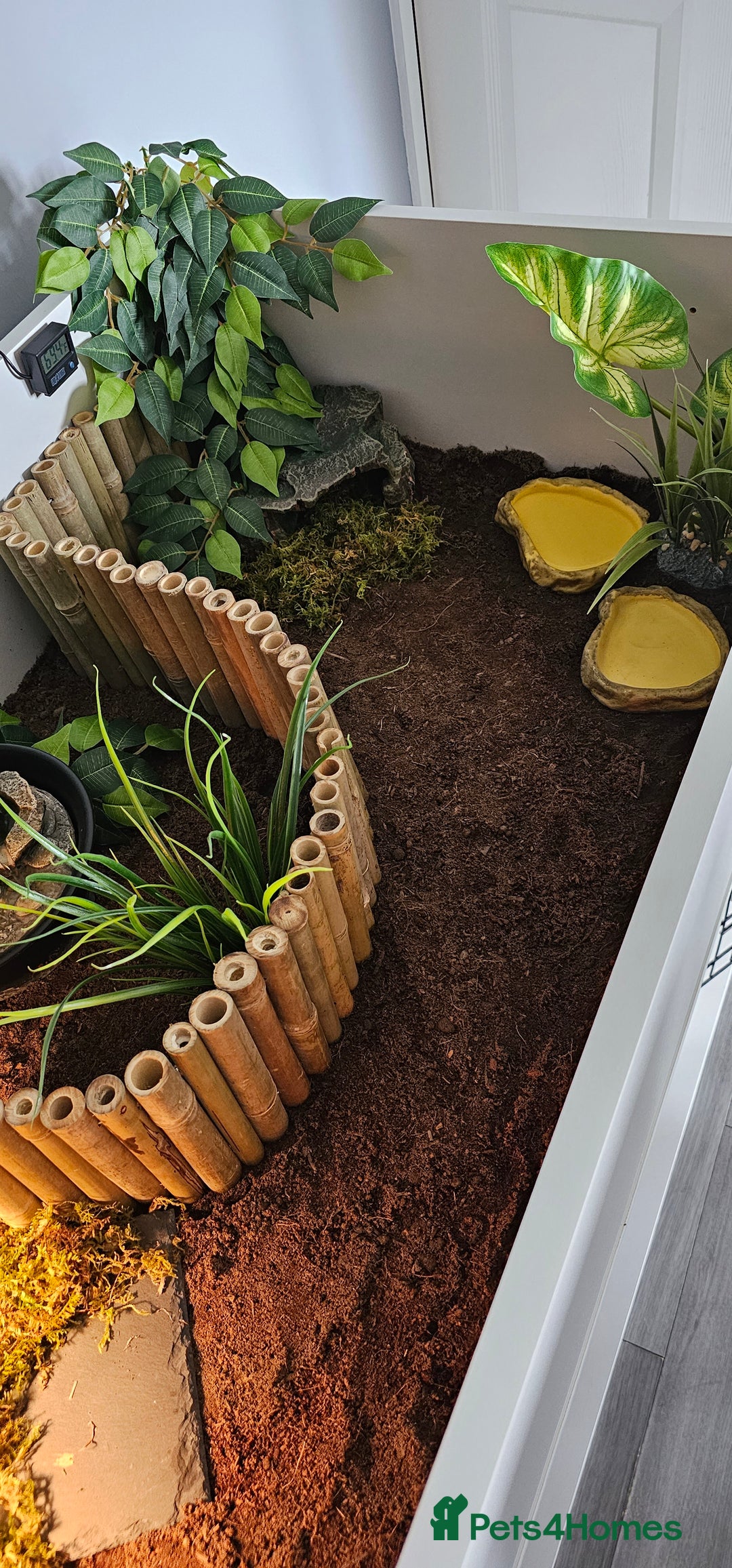 Hermann Tortoise reptiles for sale: Tortoise table full set up - Image 3