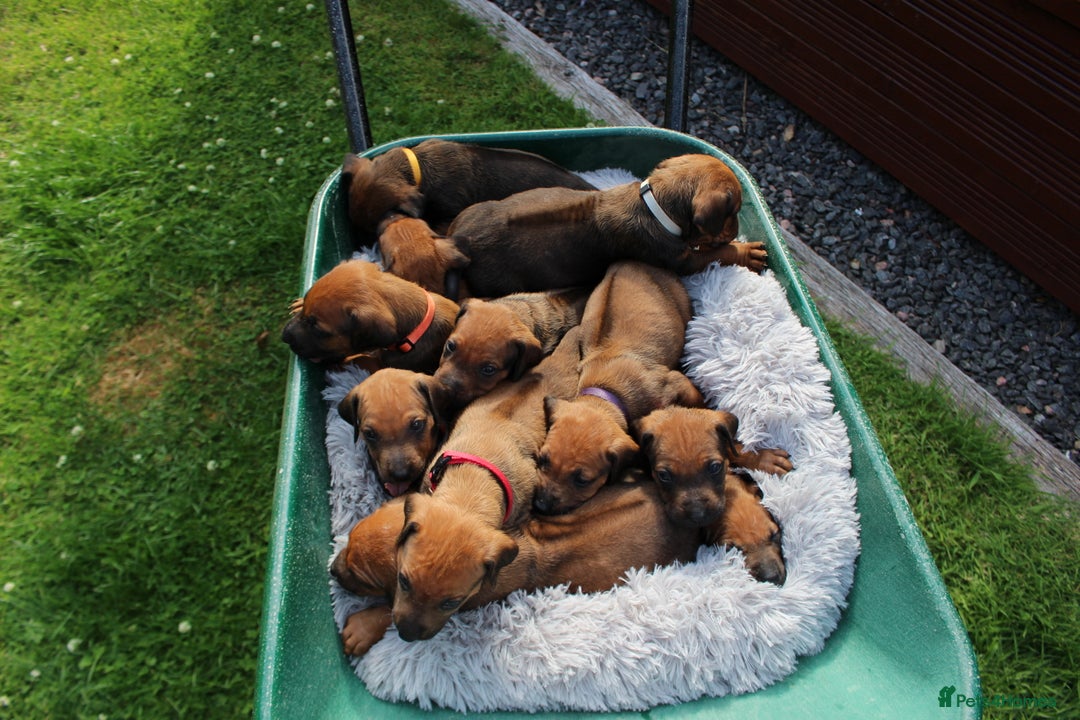 Rhodesian Ridgeback dogs for sale: Stunning Rhodesian RidgeBack Pups.. - Image 23