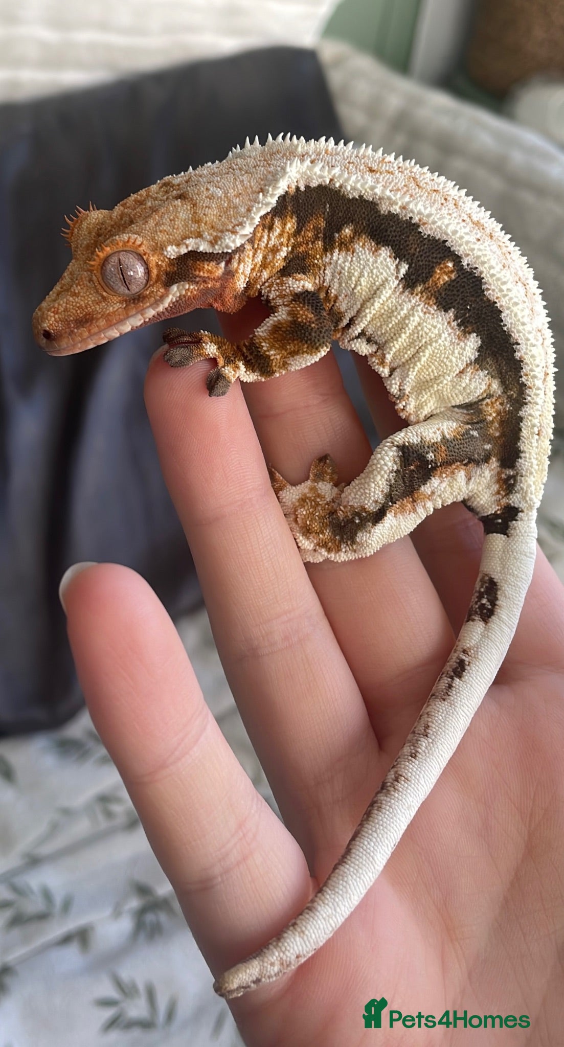 Gecko reptiles 3 stunning crested geckos from 3 months old - Advert 1