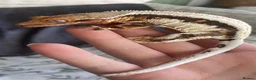 Gecko reptiles for sale: 3 stunning crested geckos from 3 months old in Nottingham - Advert 1