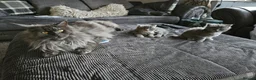 Maine Coon cats for sale: Maine coone  in Dukinfield - Advert 5