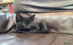 Domestic Shorthair cats for sale: 5 gorgeous little kittens looking for new homes - Image 16