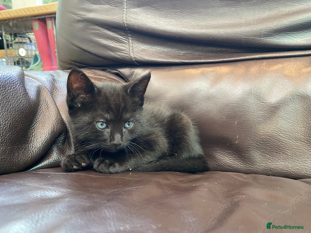 Domestic Shorthair cats for sale: 5 gorgeous little kittens looking for new homes - Image 16