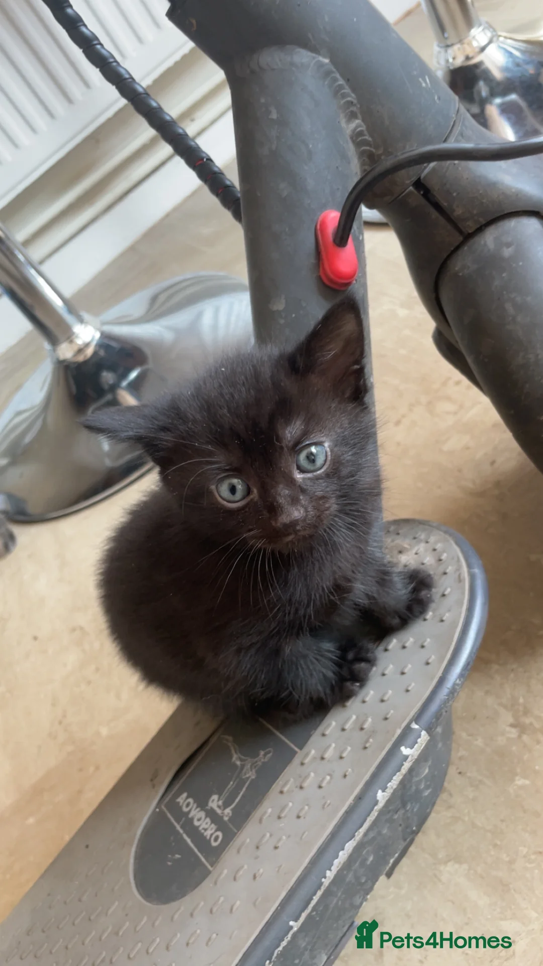 Mixed Breed cats for sale: Three kittens looking for loving homes  - Advert 2