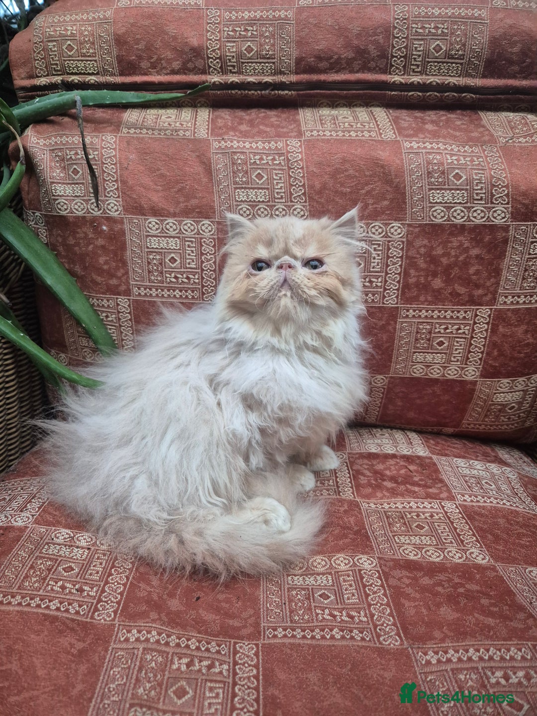 Exotic cats for sale: 💙READY NOW Persian boy💙🏆Champion sired💙 😸  - Advert 7