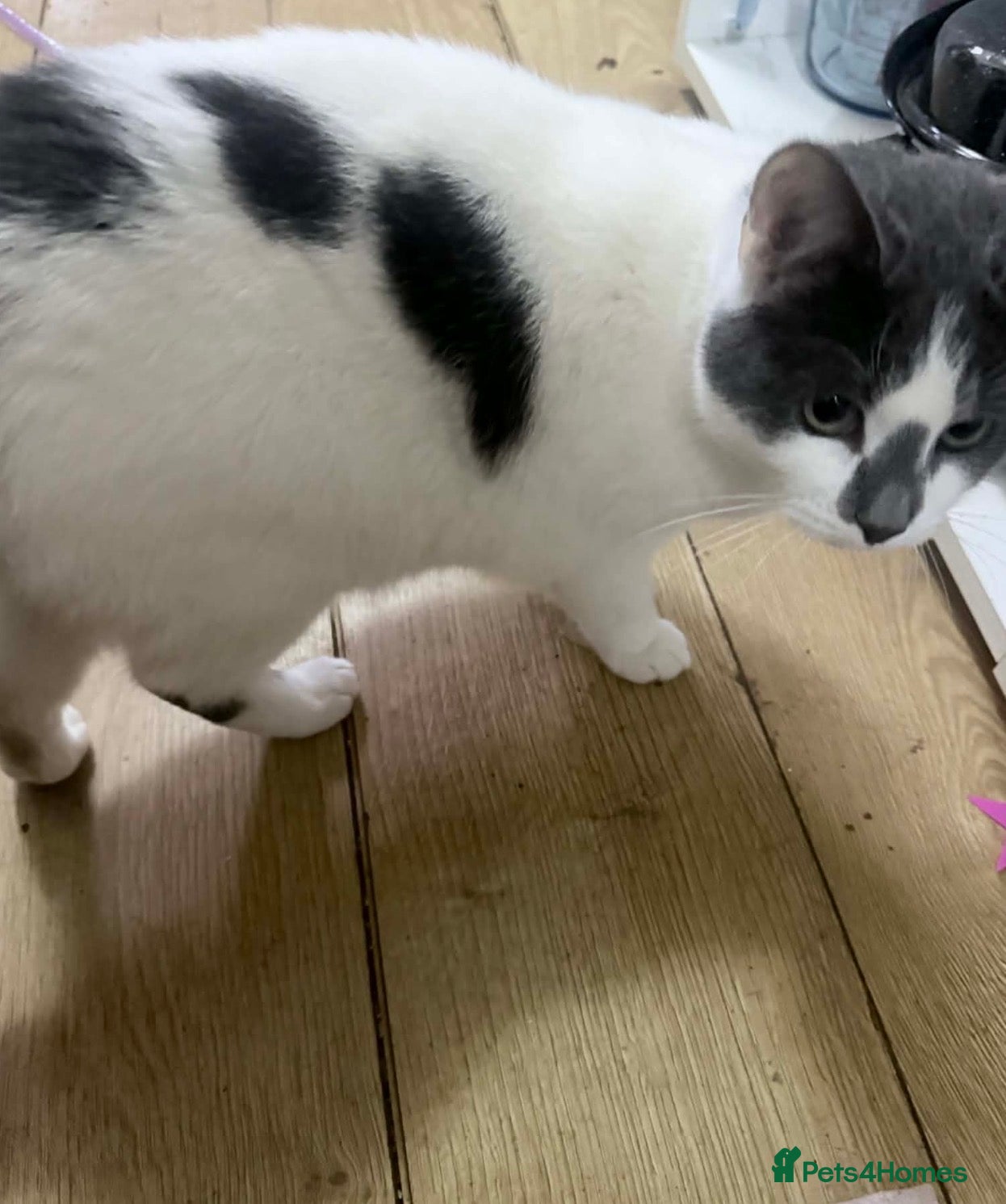 Mixed Breed cats Male cat - Advert 1