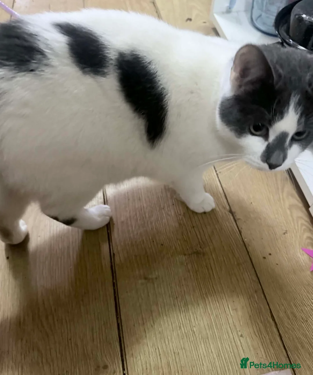 Mixed Breed cats for sale: Male cat - Advert 1