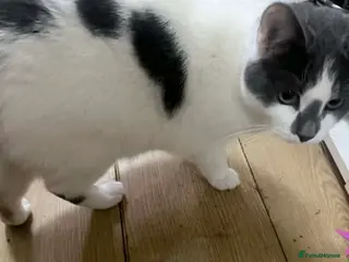 Mixed Breed cats Male cat - Advert 2